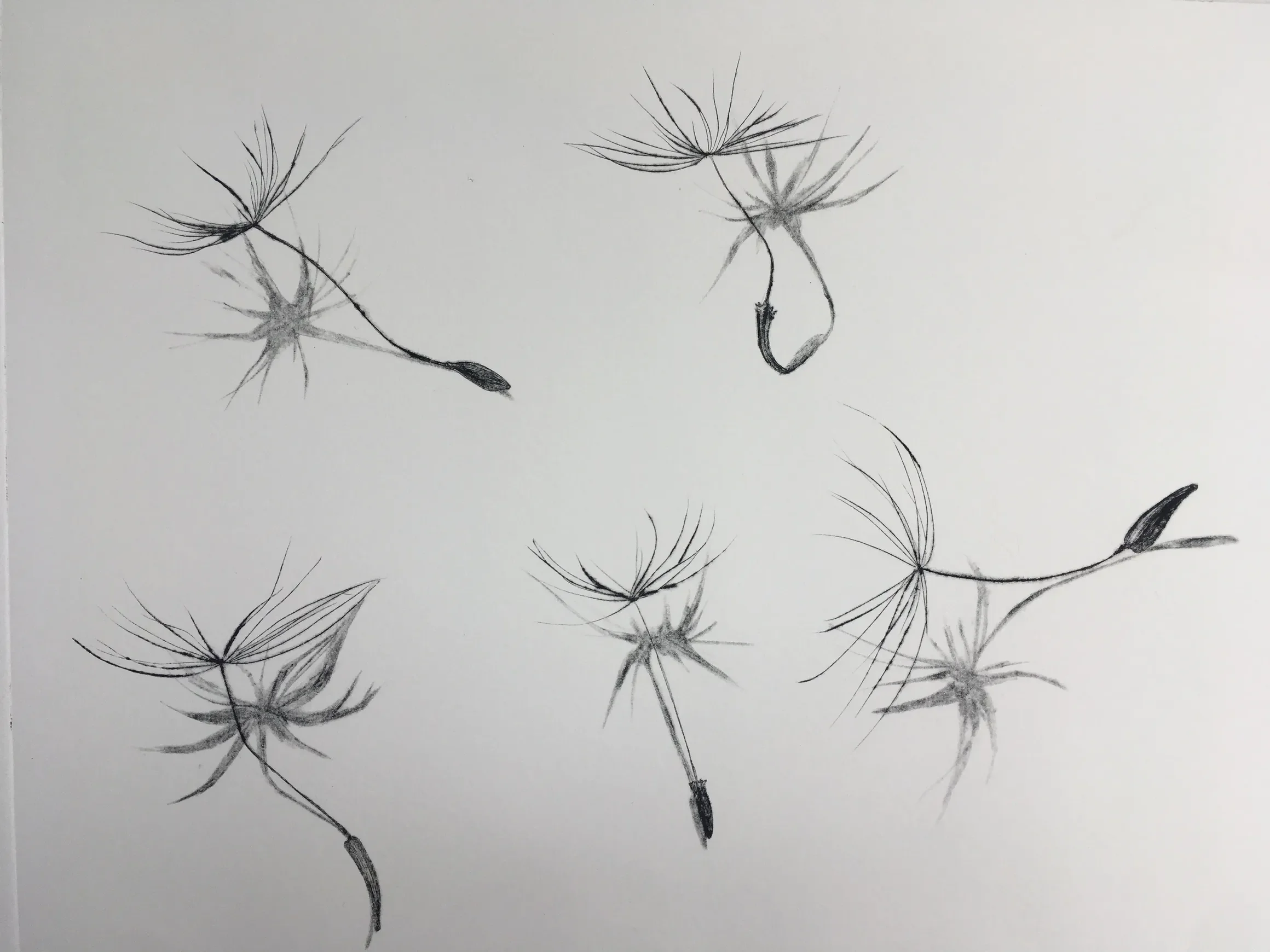 Seeds